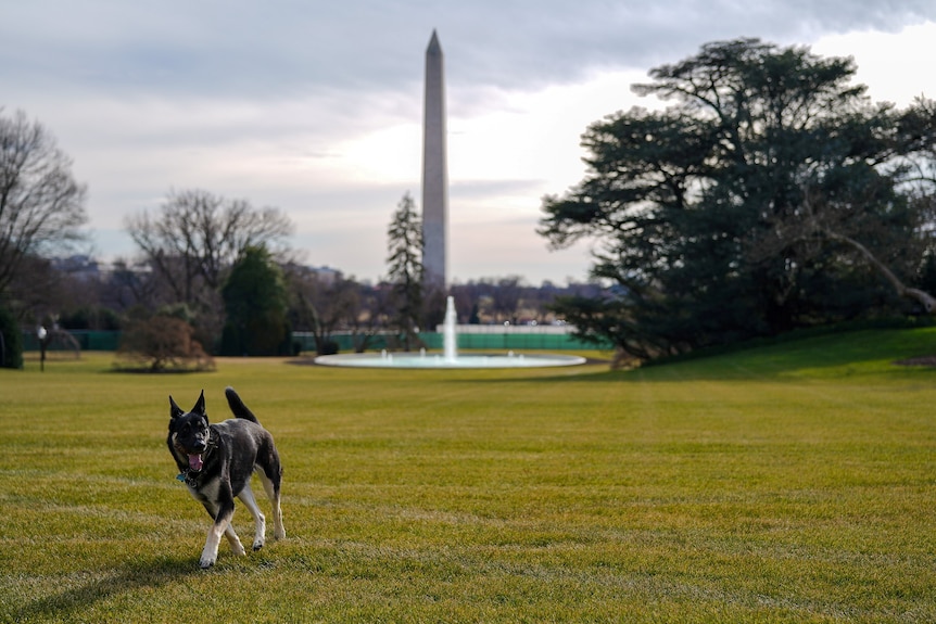 Joe Biden's dog Major at the White House