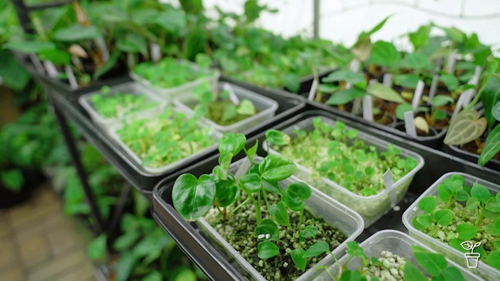 Seedlings growing in plastic tubs in a greenhouse.