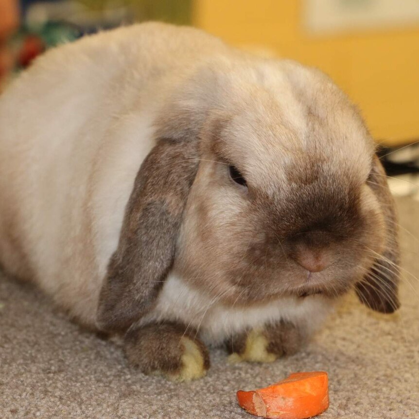 Photo of pet lop eared rabbit in cage with carrot