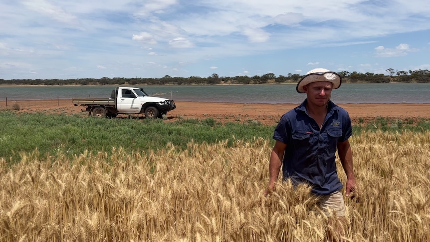 A man walking through a grain crop with a lake in the background.