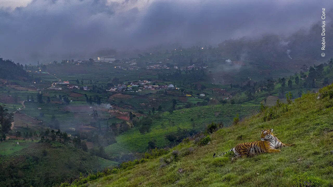 A tiger on a hillside against the backdrop of a town where forests once grew