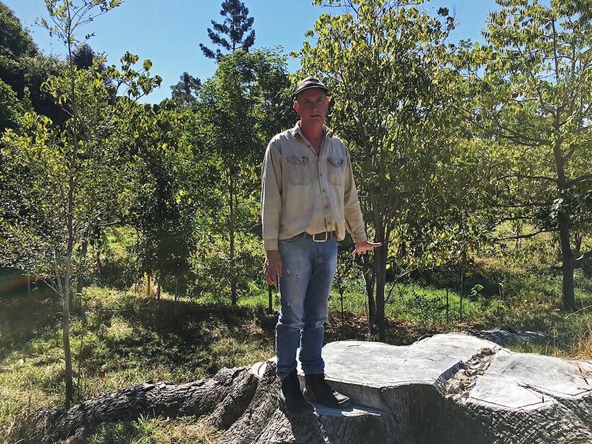 Farmer Lindsay Murray stands on an old Camphor laurel stump.
