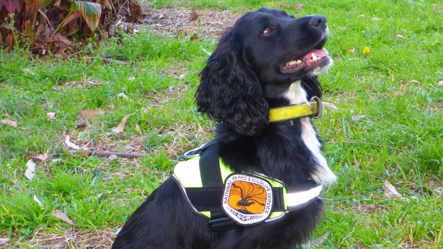 Sally the dog wearing a National Parks and Wildlife Service harness