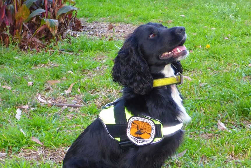 Sally the dog wearing a National Parks and Wildlife Service harness