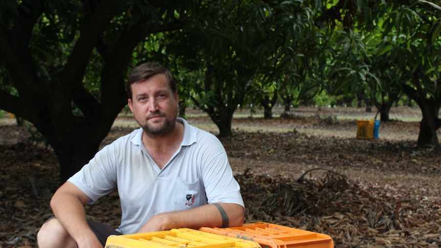 Mango farmer Seth Morton squats beside mango crates at his family's orchard near Townsville, north Queensland.