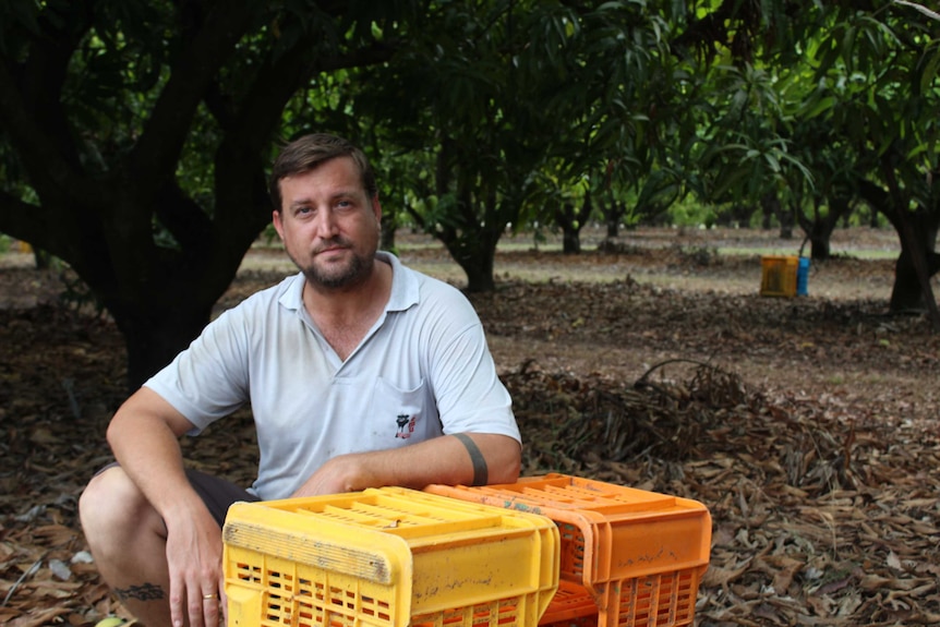 Mango farmer Seth Morton squats beside mango crates at his family's orchard near Townsville, north Queensland.