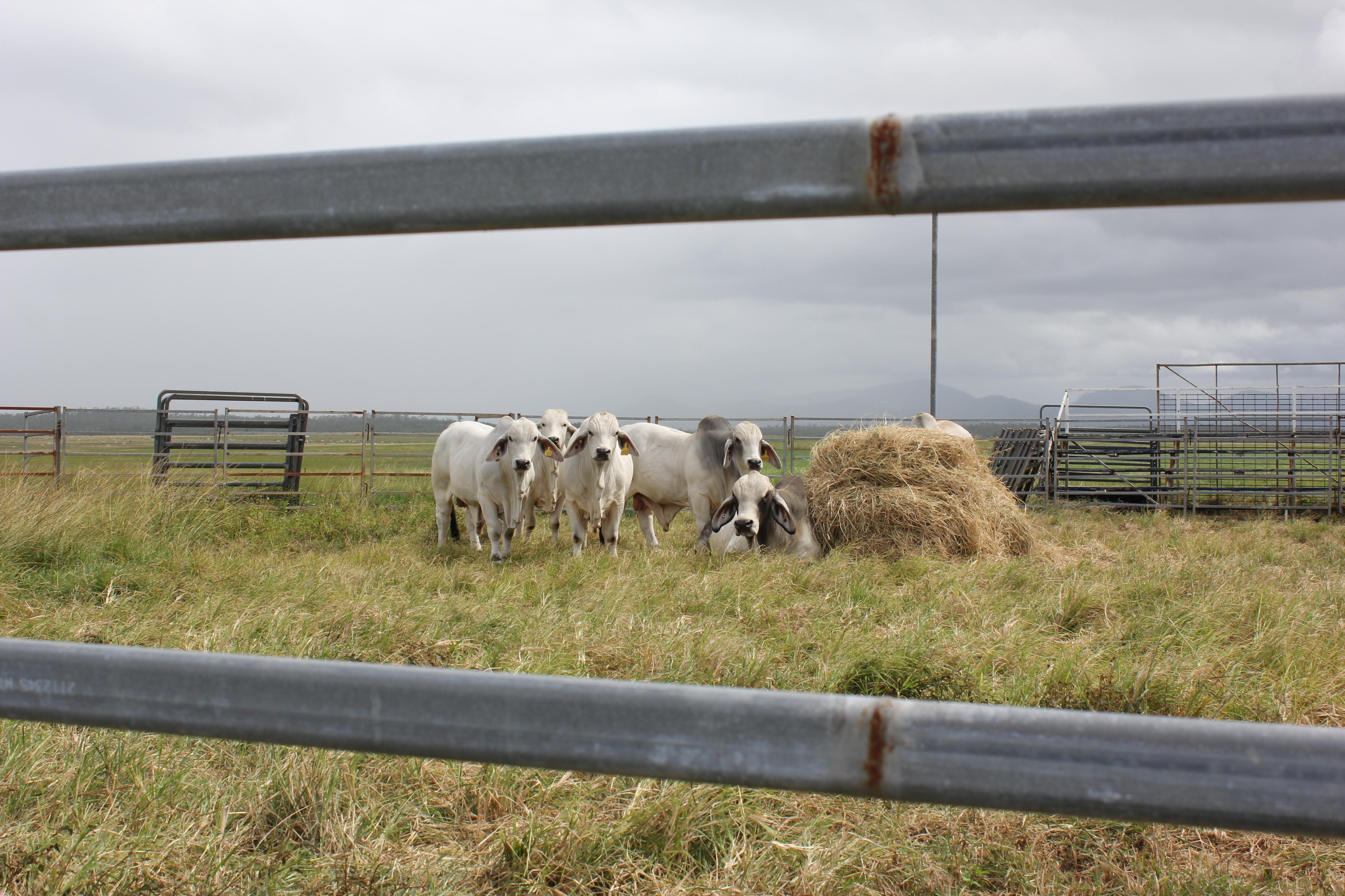 A herd of 5 white cattle in a field with one sitting next to a pile of hay to the right of the herd.