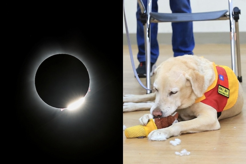  Composite image of Kaitlyn Torpey and a guide dog playing with a toy.