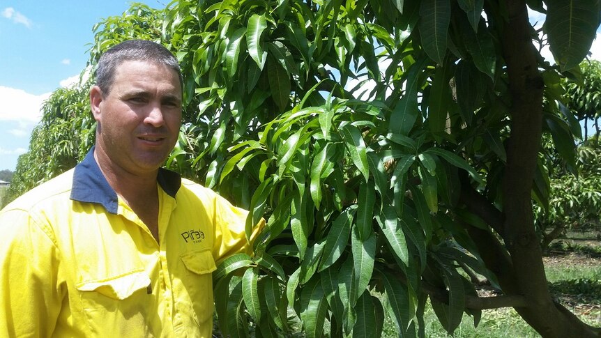 Lindsay Hewitt stands with a honey gold mango tree.