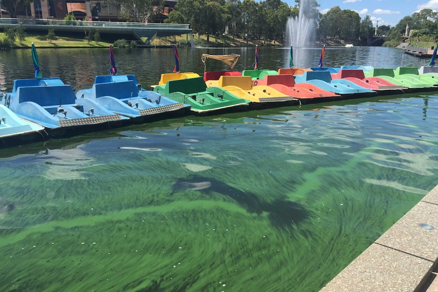 Algae in the Torrens near paddle boats