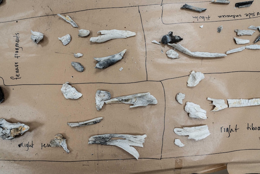 A collection of fragments of human bones laid out in specific groups.