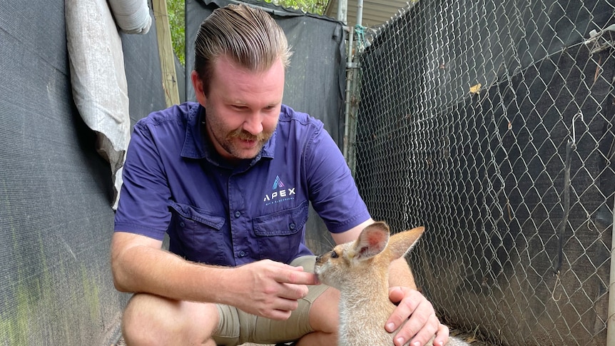 Electrician Ayden Glassick pats a wallaby after fixing the air conditioner 