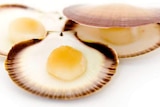 A close-up of a scallop in a shell.