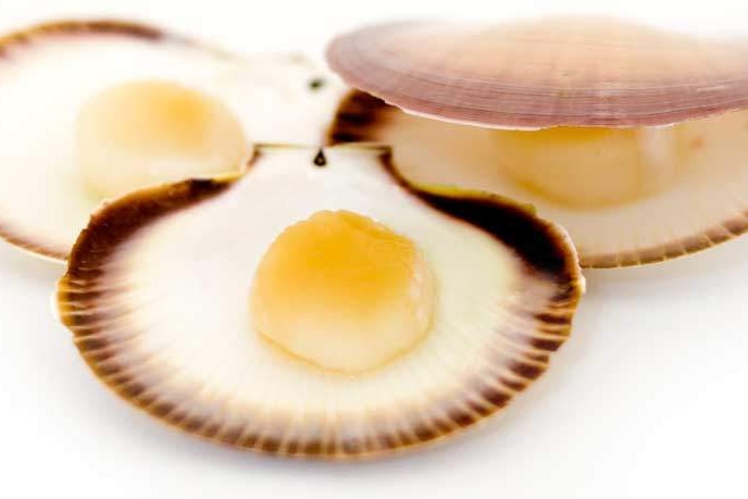 Scallop numbers are extremely low in Shark Bay