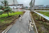 Two dogs stand on a small road flanked by grass and tress, and with a factory in the background