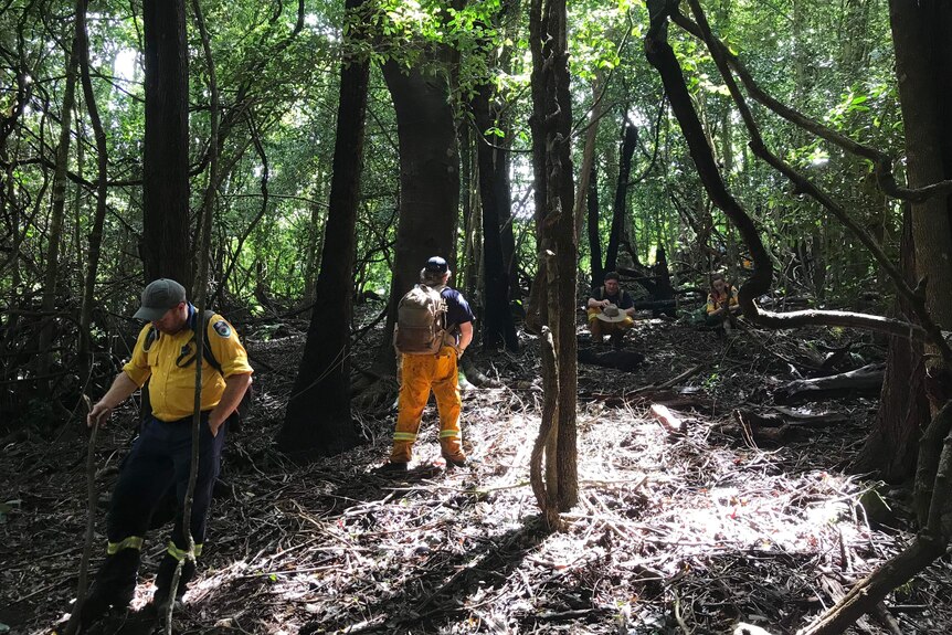 People searching for clues in bushland
