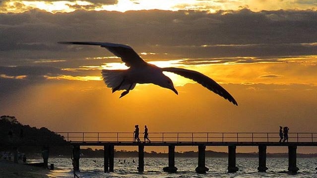 A silhouetted seagull hovers in front of the setting sun as people walk along a beach.