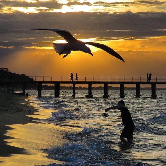 A silhouetted seagull hovers in front of the setting sun as people walk along a beach.