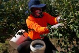 A figure in high vis orange shirt and hat kneels to pick blueberries with a bucket of berries between their legs.