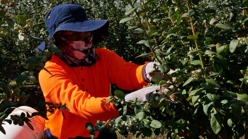 A figure in high vis orange shirt and hat kneels to pick blueberries with a bucket of berries between their legs.