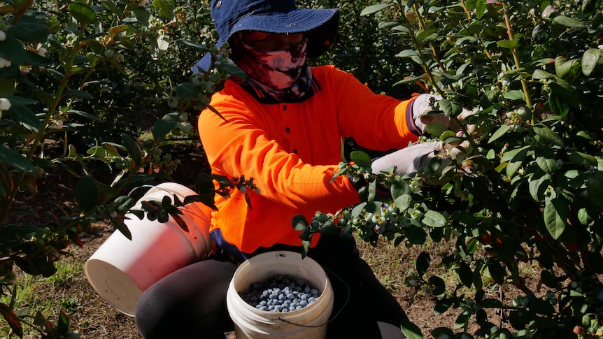 A figure in high vis orange shirt and hat kneels to pick blueberries with a bucket of berries between their legs.