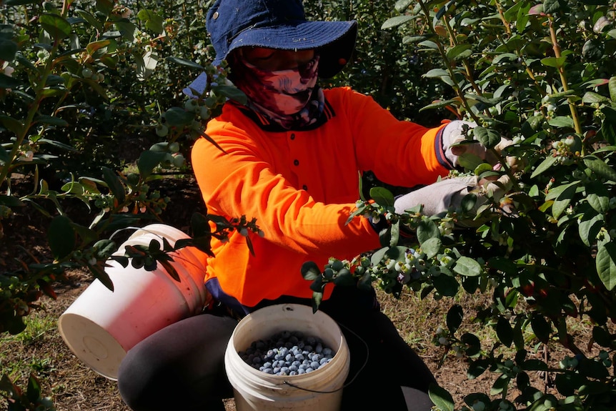 A figure in high vis orange shirt and hat kneels to pick blueberries with a bucket of berries between their legs.