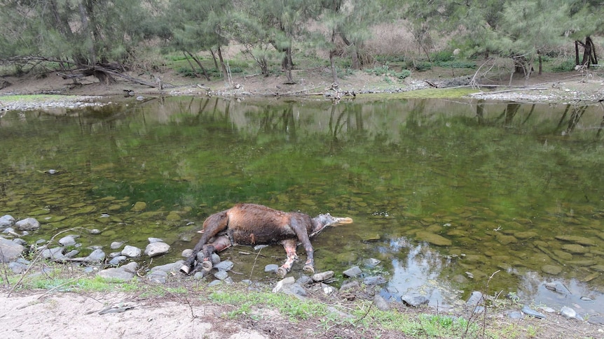 Body of a dead brumby in the river in Guy Fawkes National Park.