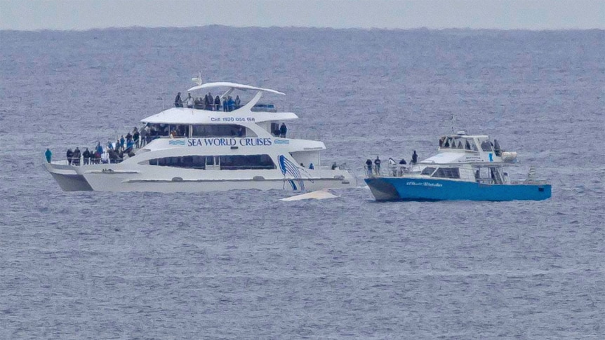 Boats steer close to Migaloo the white whale off the Gold Coast