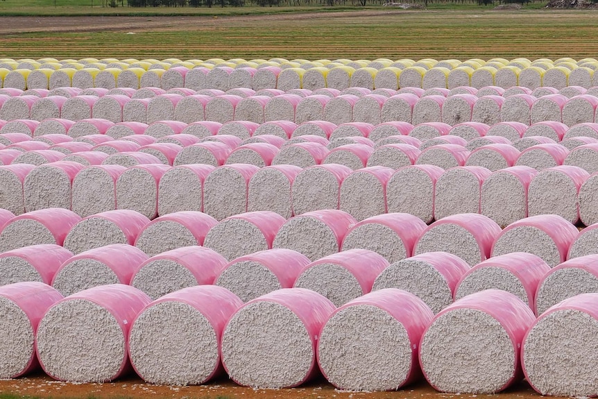 Cotton bales wrapped in pink and yellow plastic as far as the eye can see.