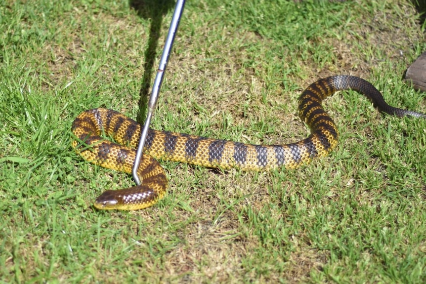 A tiger snake in Mount Gambier