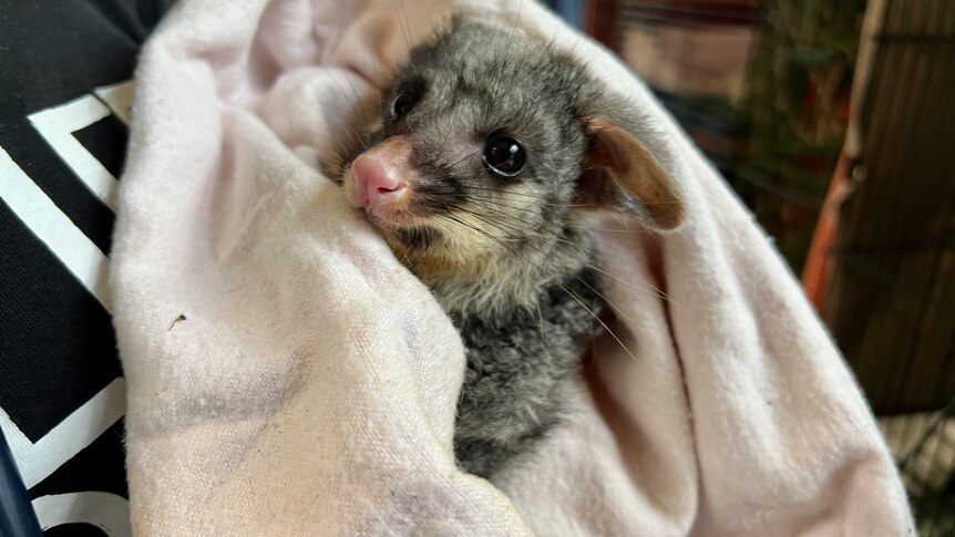 Orphaned Brushtail Possum wrapped in a blanket.