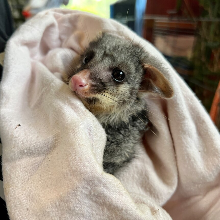 Orphaned Brushtail Possum wrapped in a blanket.