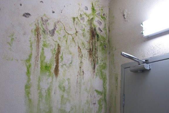 A wall in an interior corridor that has turned green and brown with mould and water damage.