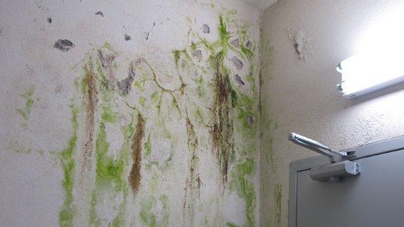 A wall in an interior corridor that has turned green and brown with mould and water damage.