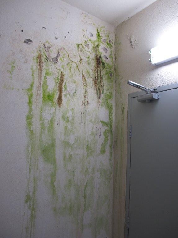 A wall in an interior corridor that has turned green and brown with mould and water damage.