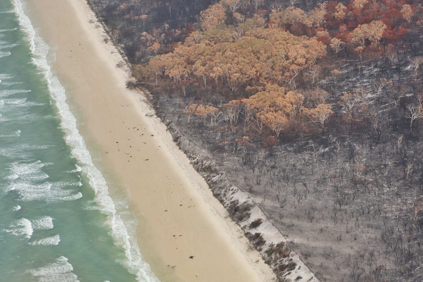 Burnt and yellowed trees right next to a blue ocean and pristine sand.