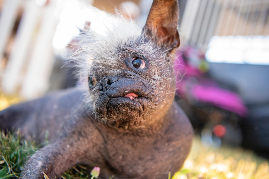 A small, hairless dog rests during the World's Ugliest Dog Competition