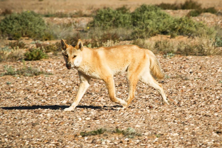 A dingo prowls around in the grass