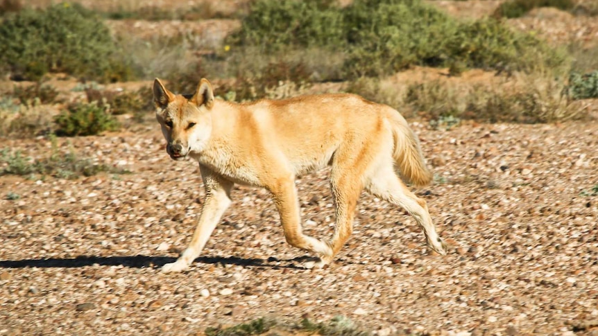 Dingo on the prowl
