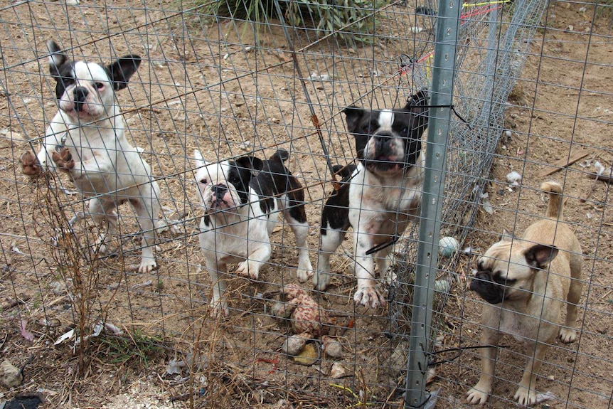 Four dogs stand at a fence at a puppy farm in Gin Gin