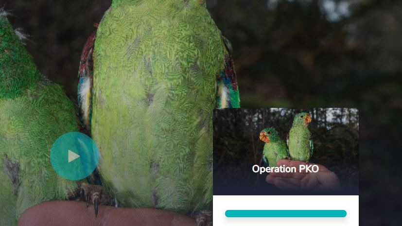 Screenshot of a crowdfunding campaign website for a project to protect the Swift Parrot in Tasmania, with two young parrots