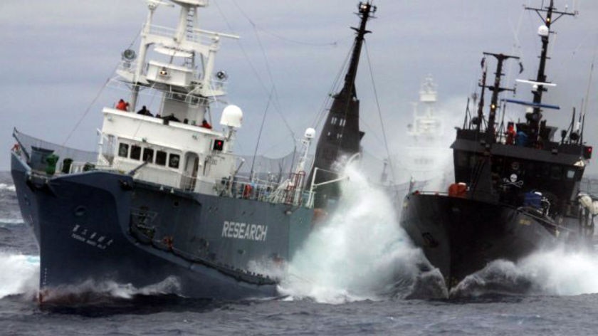The Sea Shepherd anti-whaling ship Bob Barker (right) in a scrap with the Japanese whaling ship YYushin Maru in 2009