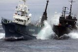 The Sea Shepherd anti-whaling ship Bob Barker (right) in a scrap with the Japanese whaling ship YYushin Maru in 2009