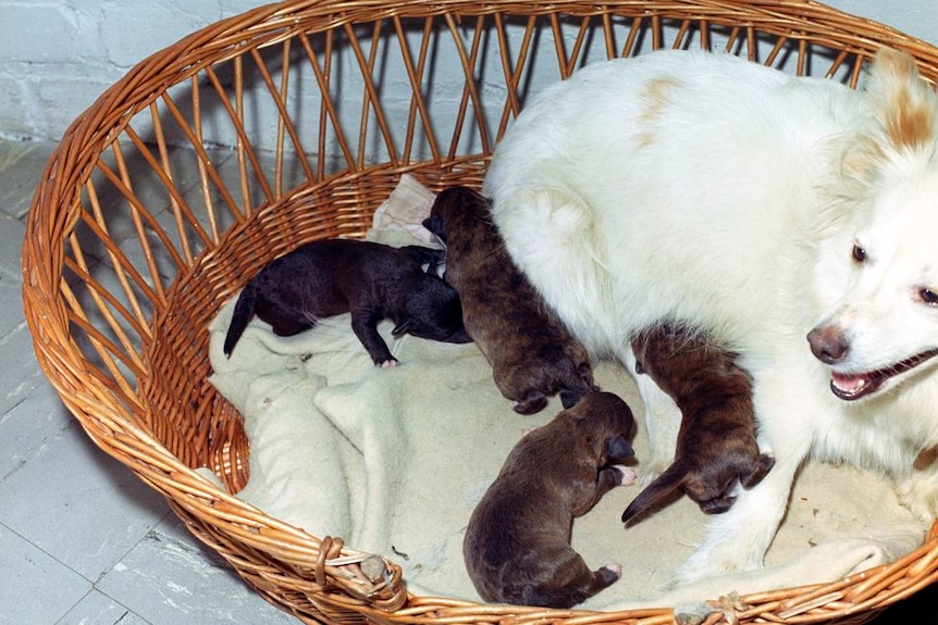 A white dog lies in a basket with four small dark brown puppies.