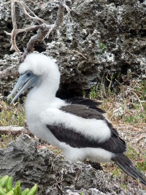 Abbott's Booby