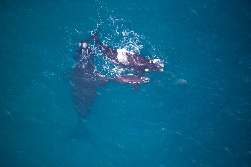 An adult southern right whale and its calf frolic off Victoria's south-west coast.