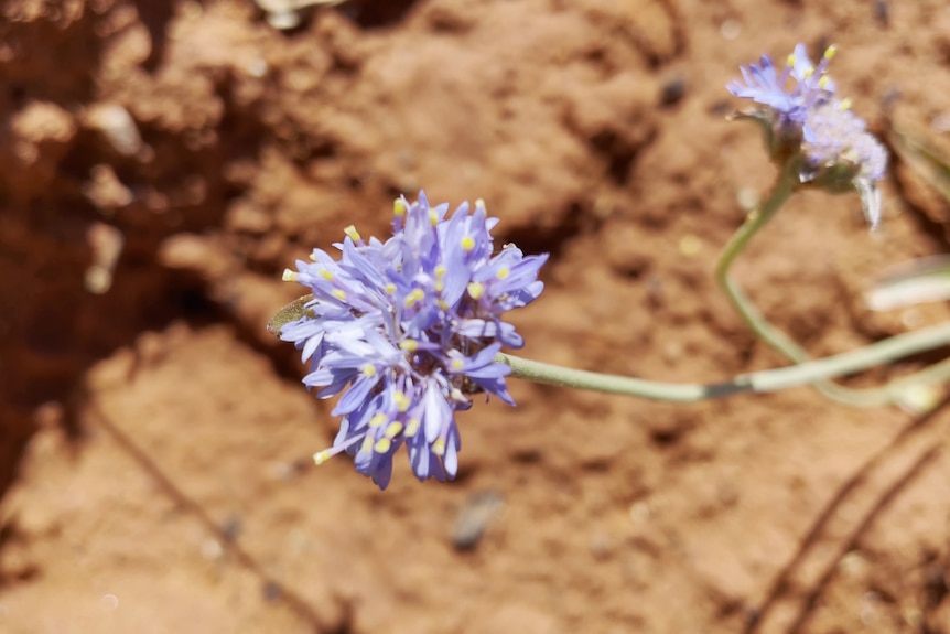 blue flower growing from red dirt