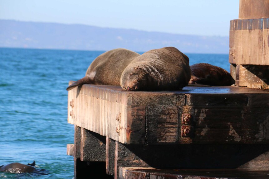 A seal lies sleeping in sunshine on wooden decking next to seawaters.