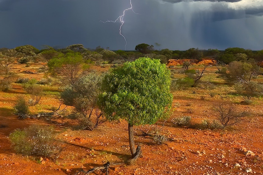 A lighting bolt in the distance of a storm with a Desert Kurrajong tree in the centre under the storm