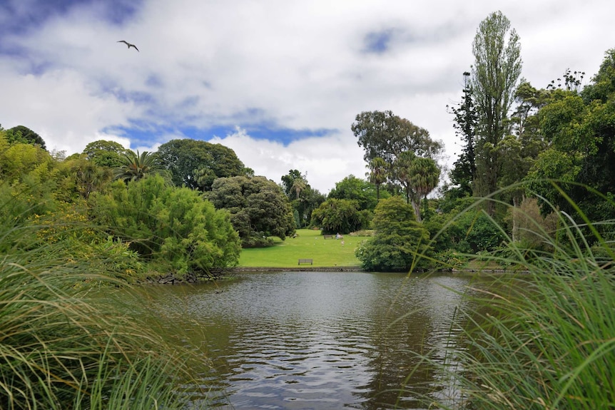 A bird soars above a lake at the Royal Botanic Gardens in Melbourne.